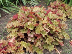 Гейхера гибридная "Ginger Peach" (Контейнер 2,0 л)