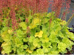 Гейхера гибридная  "Northern Exposure Lime"  (Контейнер 2,0 л)