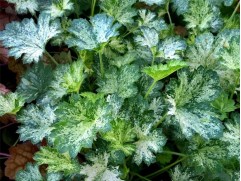 Гейхера гибридная "Dew Drops" (Контейнер 2,0 л)