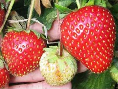 Земляника крупноплодная "Lola"  (Контейнер 0,5л.)