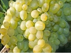 Виноград плодовый "Супер Экстра"(Цитрин) (Контейнер 1,0л)
