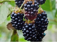 Ежевика "Блэк Сатин" (Контейнер 0,5л)