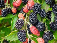 Ежевика "Loch Tay" (Контейнер 0,5л)