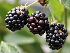 Ежевика "Navaho" (Контейнер 0,5л)