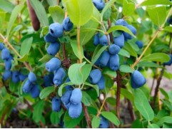 Жимолость "Волхова" (Контейнер 1,0л)