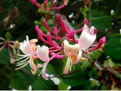 Жимолость каприфоль (Контейнер 0,5л)