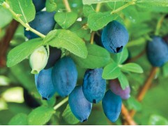 Жимолость "Берель" (Контейнер 1,0л)