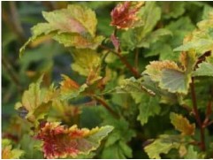 Пузыреплодник калинолистный "Chameleon" (Контейнер 0,5л)