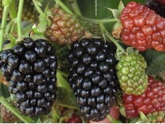 Ежевика "Heaven Can Wait" (Контейнер 1,0л)