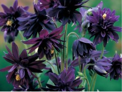 Аквилегия обыкновенная "Black Barlow" (Контейнер 2,0 л)