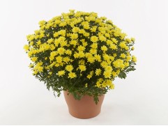 Хризантема мультифлора "Amadore Yellow" (Контейнер 3,0 л)