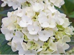 Гортензия крупнолистная "Endless Summer The Bride" (Контейнер 1,5 л)