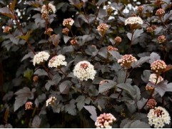 Пузыреплодник калинолистный "Midnight" (Контейнер 1,5 л.)