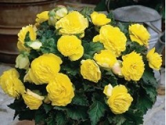 Бегония клубневая "Joy Yellow" (Контейнер 0,5л)