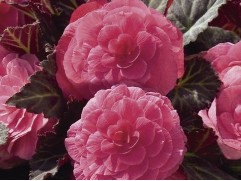 Бегония клубневая "Mocca Light Pink Shades" (Контейнер 0,5л)