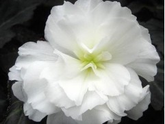 Бегония клубневая "Joy Mocca White" (Контейнер 0,5л)