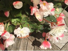 Бегония клубневая "NonStop Appleblossom" (Контейнер 0,5л)