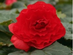 Бегония клубневая "Joy Red" (Контейнер 0,5л)