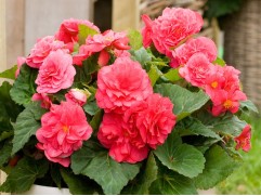 Бегония клубневая "Joy Mocca Rose" (Контейнер 0,5л)