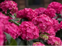 Гортензия крупнолистная "Endless Summer Love"  (Контейнер 1,5 л)