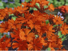 Лихнис Аркрайта "Vesuvius" (Контейнер 1,5л)