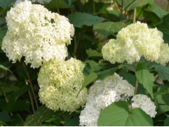 Гортензия древовидная "Bounty" (Контейнер 1,5л)