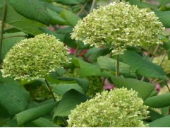 Гортензия древовидная "Lime Rickey" (Контейнер 1,5л)