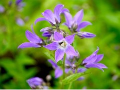 Колокольчик молочноцветковый "Border Blues" (Контейнер 2,0л)