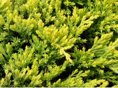 Можжевельник горизонтальный "Golden Carpet" (Контейнер 0,5л)