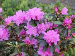 Рододендрон гибридный "P.J.M. Elite" (Контейнер 2,0л) Рододендрон гибридный "P.J.M. Elite" (Контейнер 2,0л)