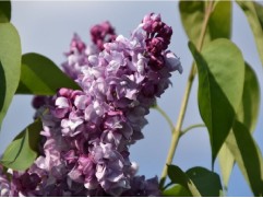 Сирень обыкновенная "Williams Robinson" (Контейнер 3,0л)