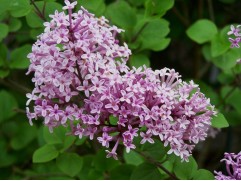 Сирень Мейера "Palibin" (Контейнер 3,0л)