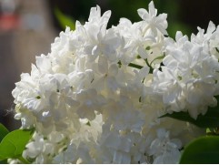 Сирень обыкновенная "Miss Ellen Willmott" (Контейнер  3,0л)