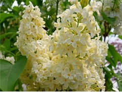 Сирень обыкновенная "Primrose" (Контейнер 1,5л.)