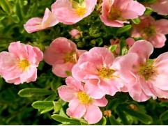 Лапчатка кустарниковая "Pink Paradise" (Контейнер 1,5л.)