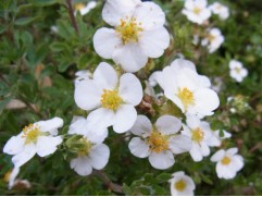 Лапчатка кустарниковая "Snowflake" (Контейнер 1,5л.)