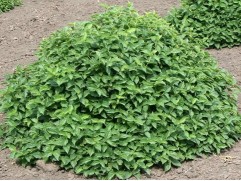 Чубушник венечный "Gnom"  (Контейнер 1,5л.)