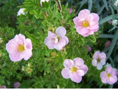 Лапчатка кустарниковая "Pink Queen" (Контейнер 1,5л.)