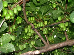 Актинидия Коломикта "Сентябрьская" (Контейнер 2,0л.)