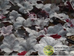 Гейхера гибридная "Obsidian" (Контейнер 2,0л.)