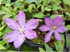 Клематис "Proteus" (Контейнер 2,0л.)