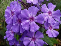 Флокс метельчатый "Вий"  (Контейнер 2,0л.)