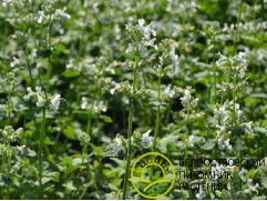 Лаванда узколистная "Ellagance Snow" (Контейнер 1,0л.)