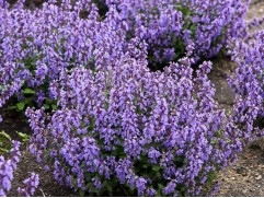 Котовник Фассена "Cats Meow" (Контейнер 2,0л.)