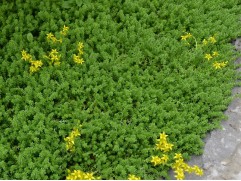 Очиток едкий (Контейнер 1,5л.)