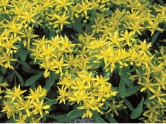 Очиток гибридный "Czar's Gold" (Контейнер 1,5л.)