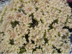 Очиток ложный "Splendens" (Контейнер 1,5л.)