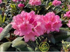 Рододендрон гибридный "Helsinki University" (Контейнер 2,0л.)