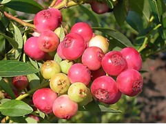 Голубика высокорослая "Pink Lemonade" (Контейнер 2,0л.)