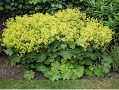 Манжетка мягкая "Molis Robustica" (Контейнер 2,0л.)